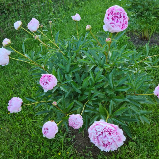 превью изображения отзыва