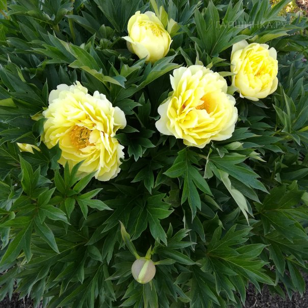 превью изображения отзыва