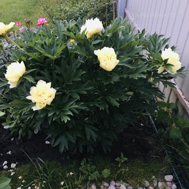 превью изображения отзыва