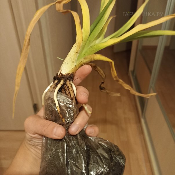 превью изображения отзыва