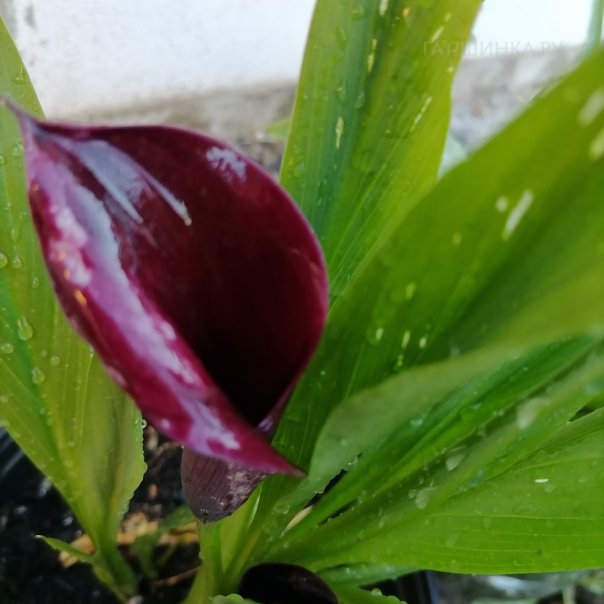 превью изображения отзыва