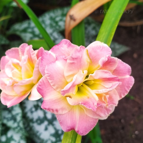 превью изображения отзыва