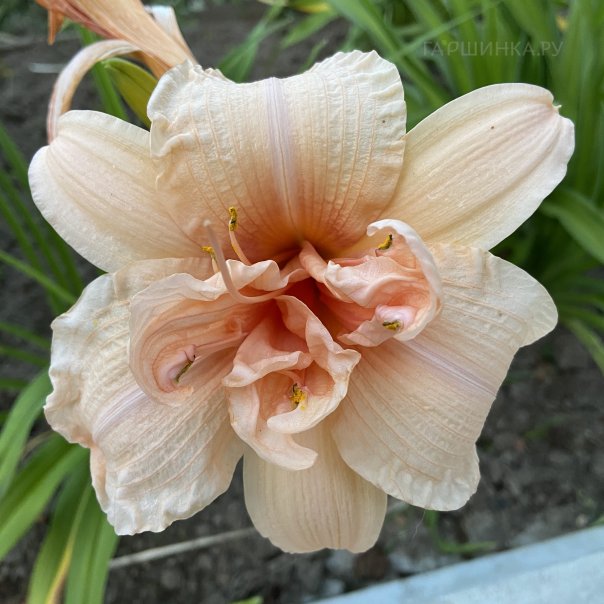 превью изображения отзыва