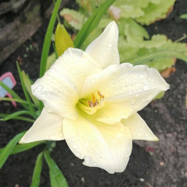 превью изображения отзыва