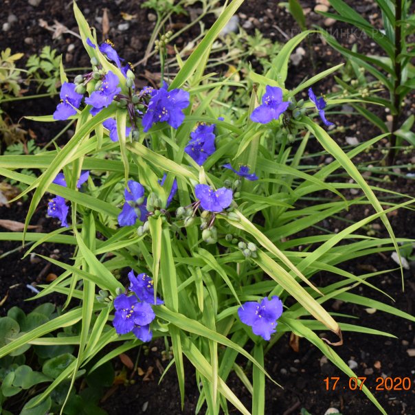 превью изображения отзыва