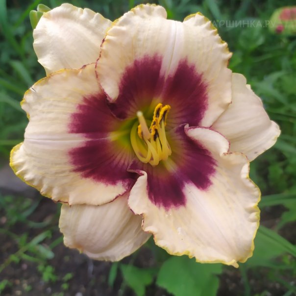 превью изображения отзыва