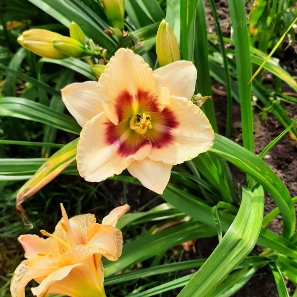 превью изображения отзыва