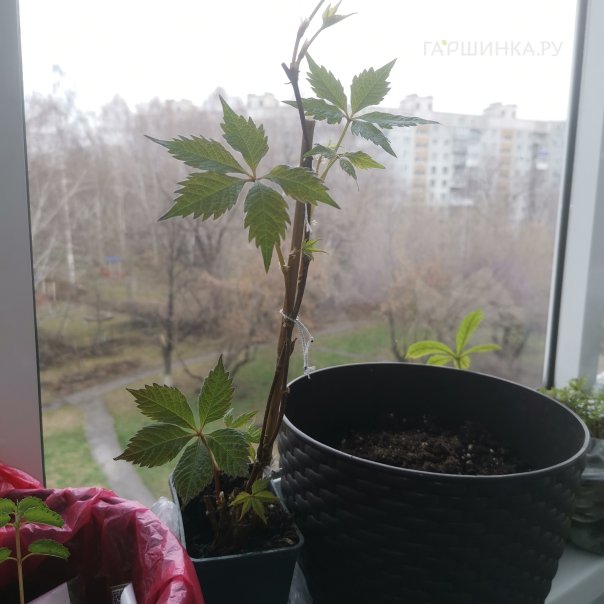 превью изображения отзыва