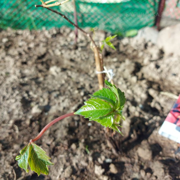 превью изображения отзыва