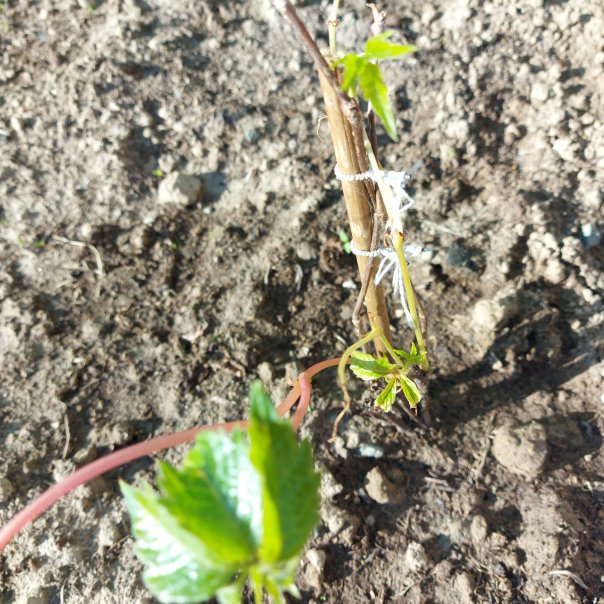 превью изображения отзыва