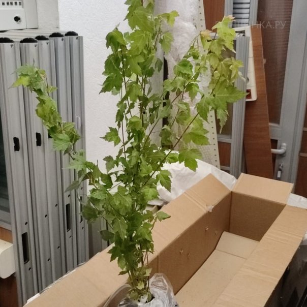 превью изображения отзыва