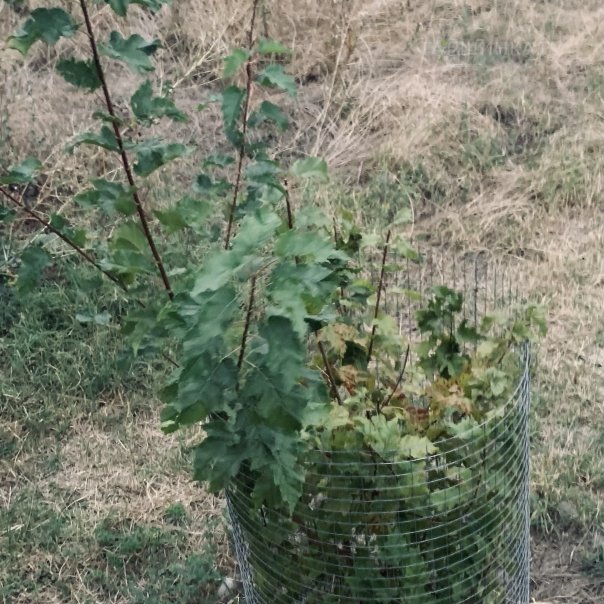 превью изображения отзыва