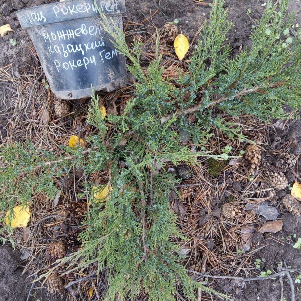 превью изображения отзыва