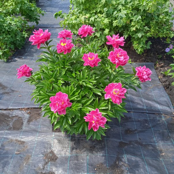 превью изображения отзыва