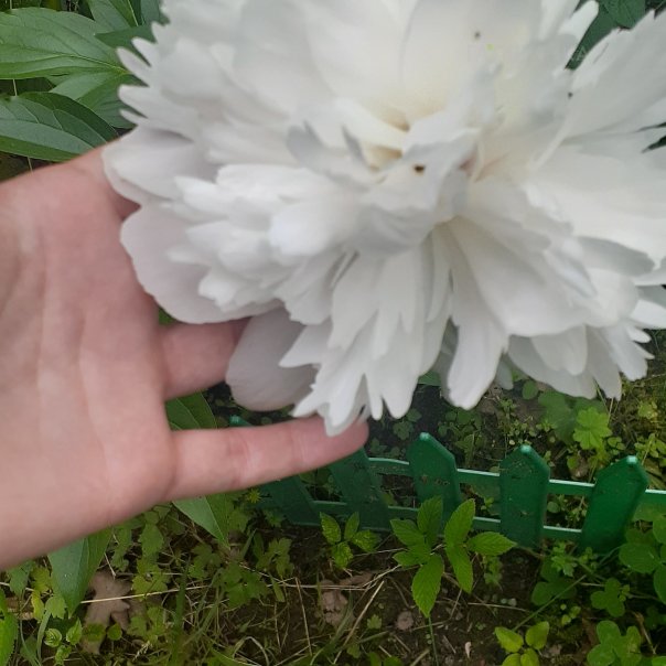 превью изображения отзыва