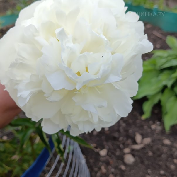 превью изображения отзыва