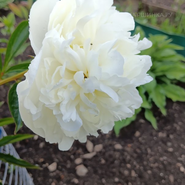 превью изображения отзыва