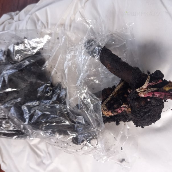 превью изображения отзыва