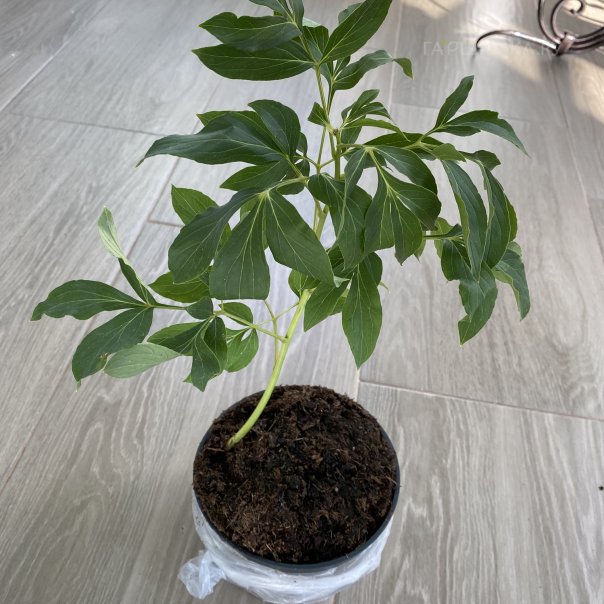 превью изображения отзыва