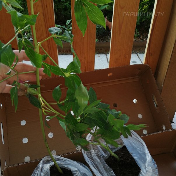 превью изображения отзыва