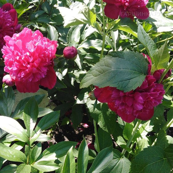 превью изображения отзыва