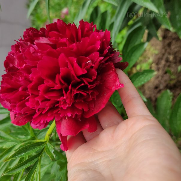 превью изображения отзыва