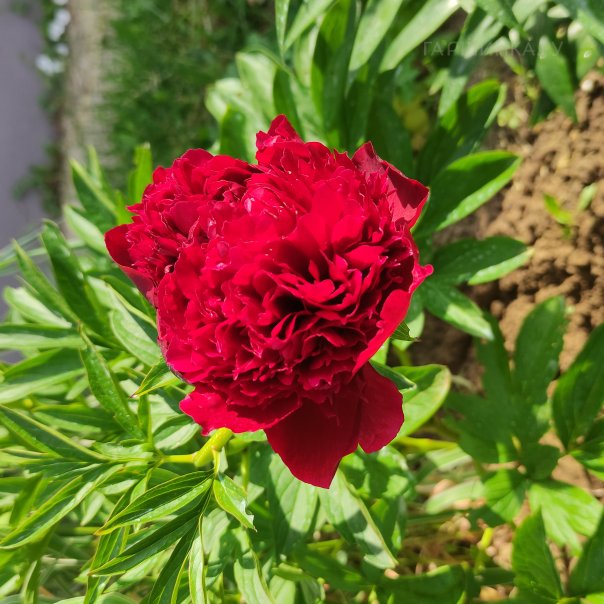 превью изображения отзыва