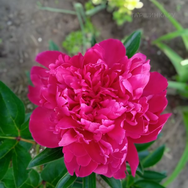 превью изображения отзыва