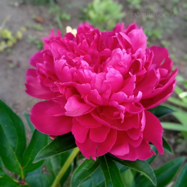 превью изображения отзыва