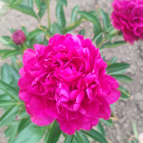 превью изображения отзыва