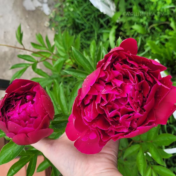 превью изображения отзыва