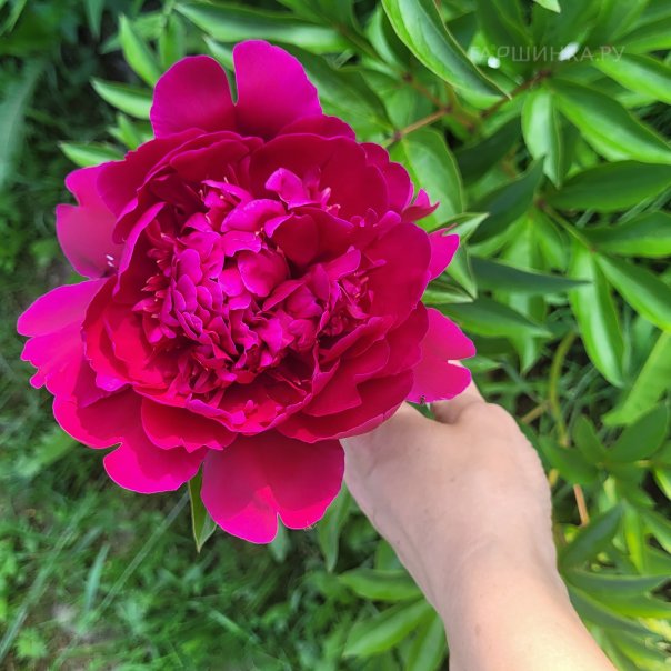 превью изображения отзыва