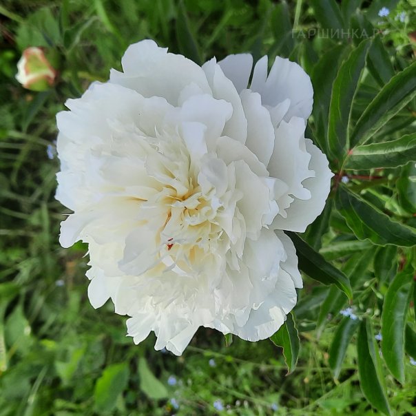 превью изображения отзыва