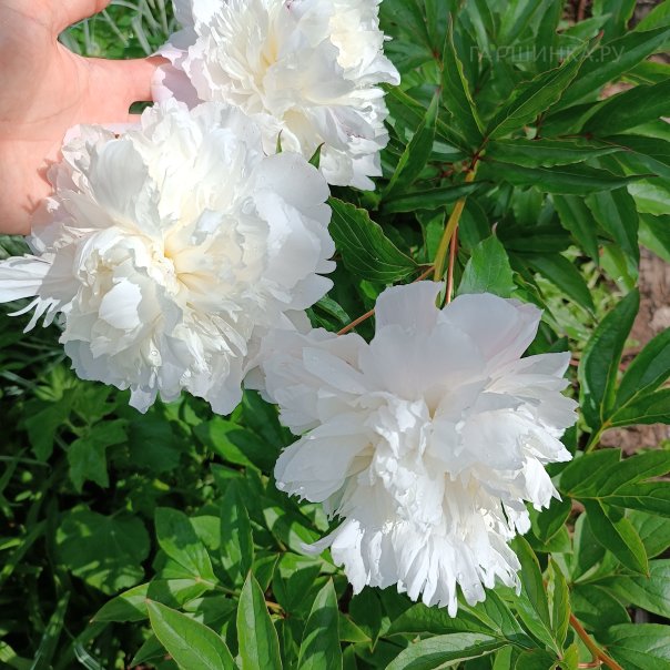 превью изображения отзыва