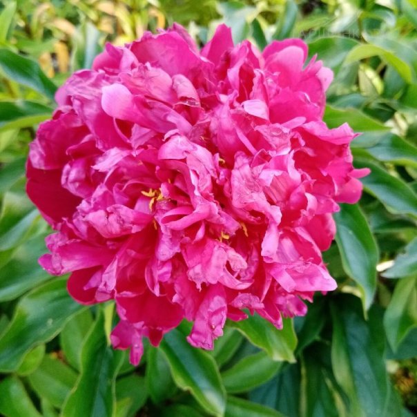 превью изображения отзыва