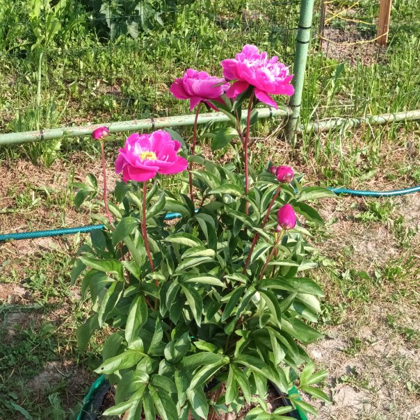 превью изображения отзыва