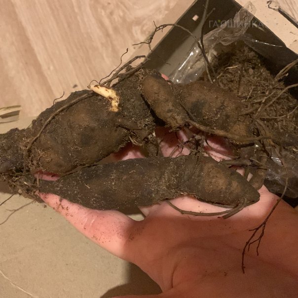 превью изображения отзыва