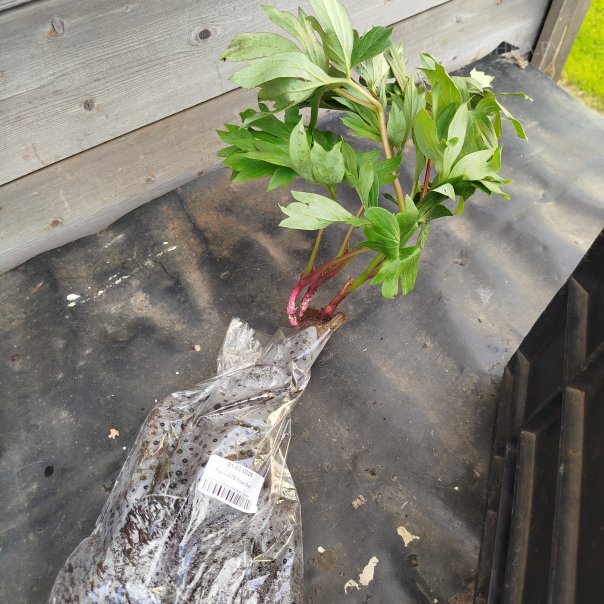 превью изображения отзыва