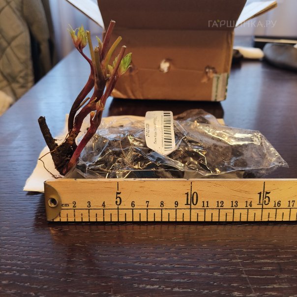 превью изображения отзыва