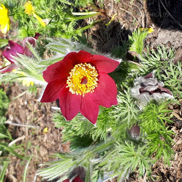 превью изображения отзыва