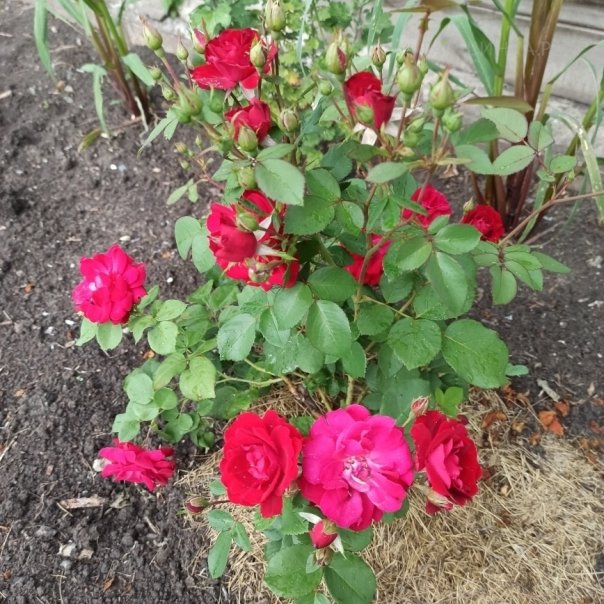 превью изображения отзыва