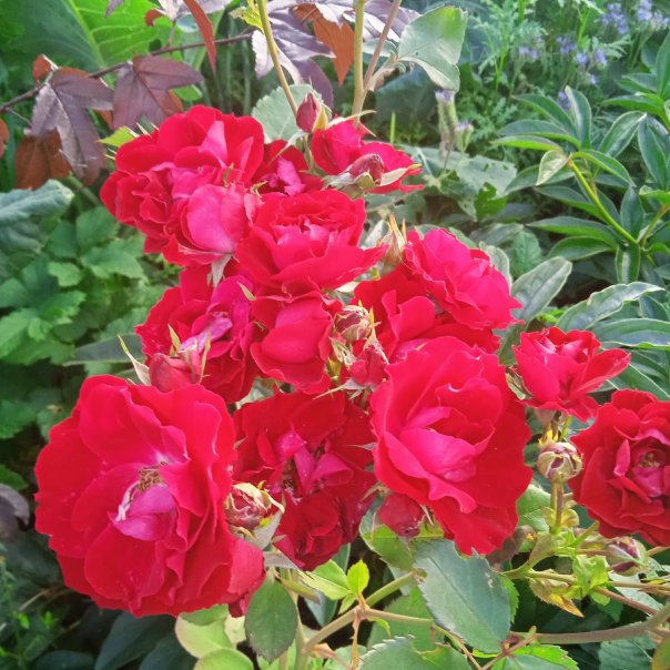 превью изображения отзыва