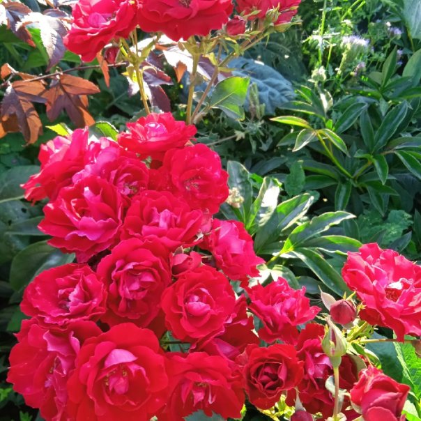 превью изображения отзыва