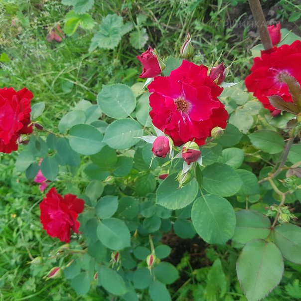 превью изображения отзыва