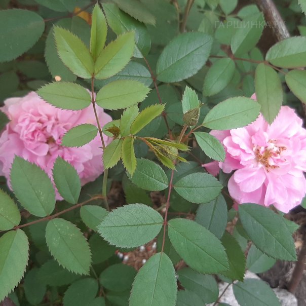 превью изображения отзыва