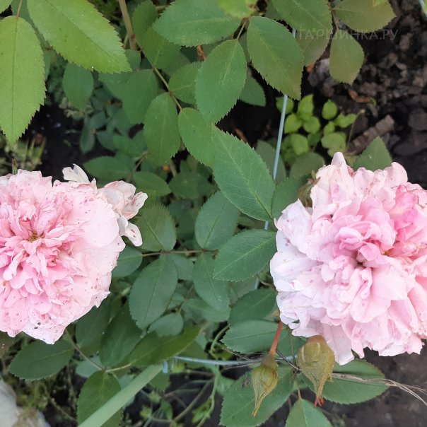 превью изображения отзыва