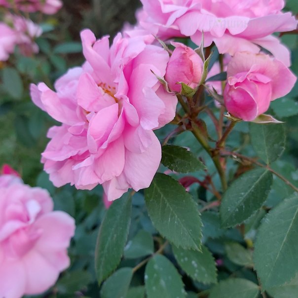 превью изображения отзыва