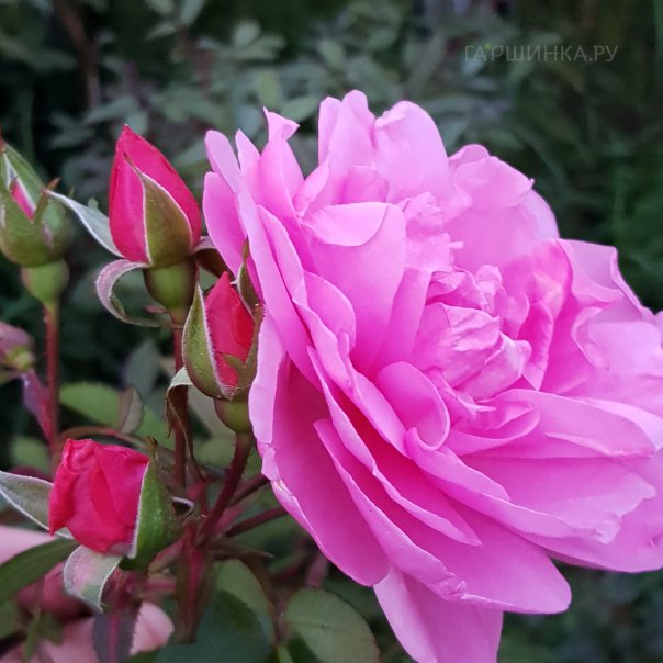 превью изображения отзыва