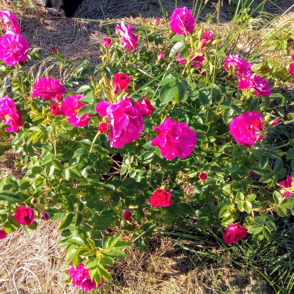 превью изображения отзыва