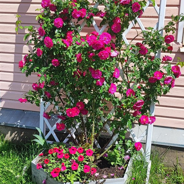 превью изображения отзыва